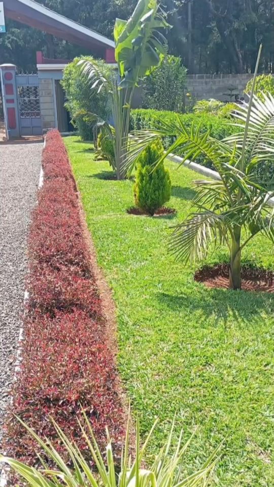 lawn maintenance kenya